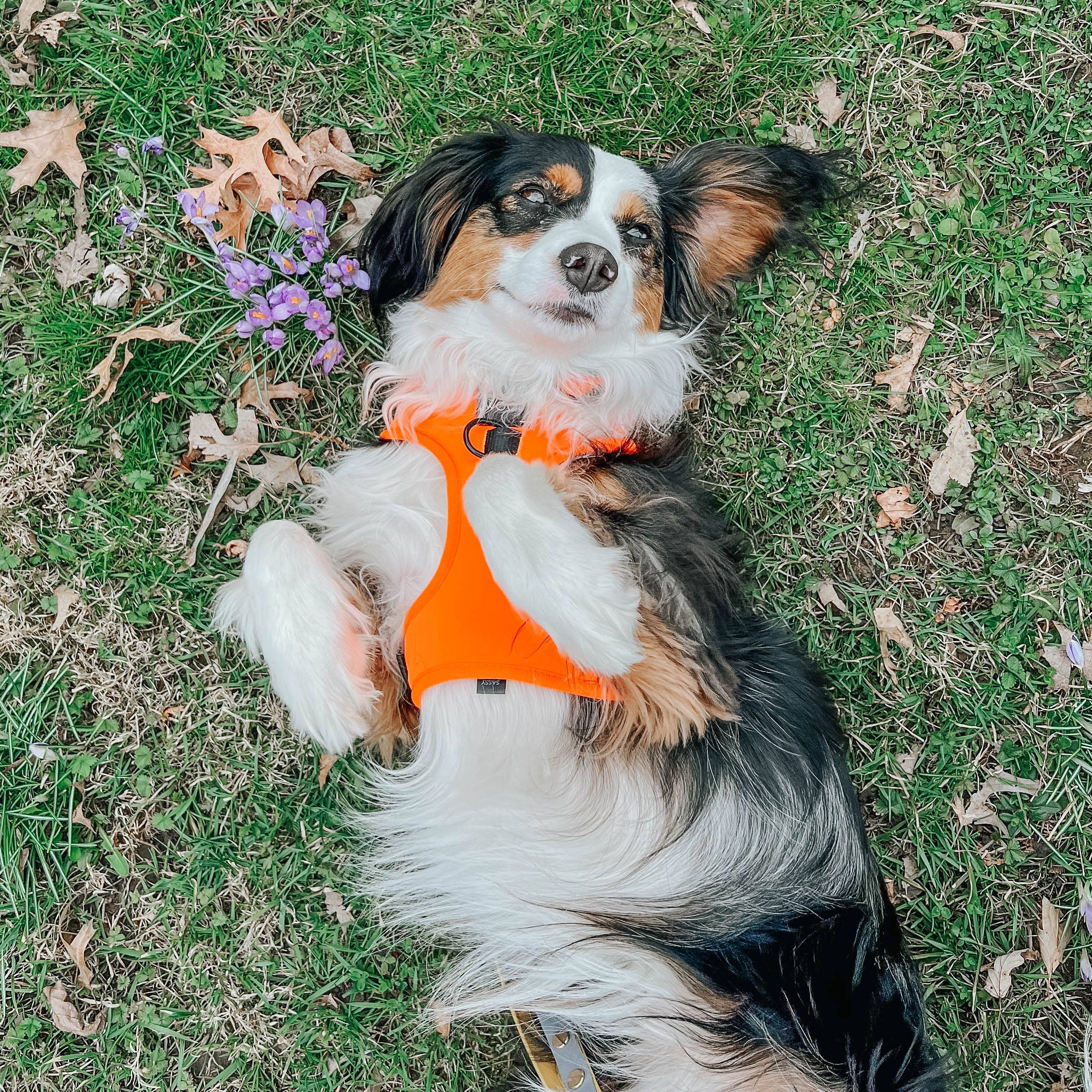 SASSY WOOF - Dog Adjustable Harness - Neon Orange: XXS